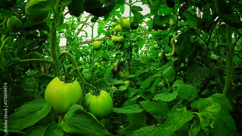 Growing Tomatoes in a Greenhouse in Winter