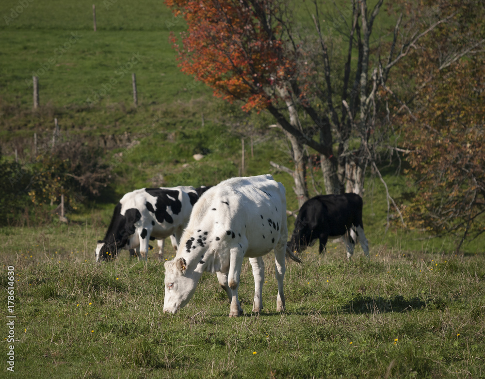 Cows Grazing on a Vermont Farm