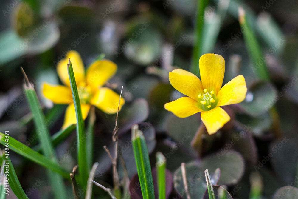 ( Oxalis stricta ) yellow woodsorrel sourgrass or pickle plant ( Oxalis stricta ) yellow woodsorrel sourgrass or pickle plant