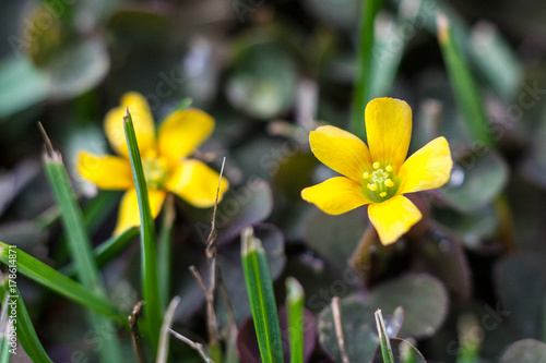 ( Oxalis stricta ) yellow woodsorrel sourgrass or pickle plant