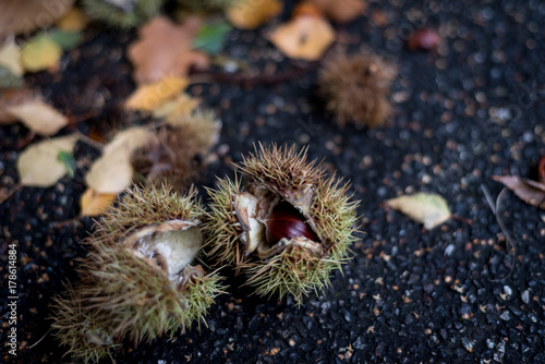 castagne
