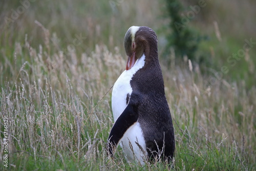 yellow-eyed penguin new zealand photo