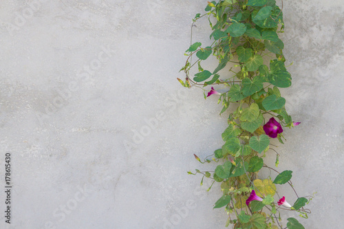 Green plant with bright flowers on the gray wall © Viktoriya09