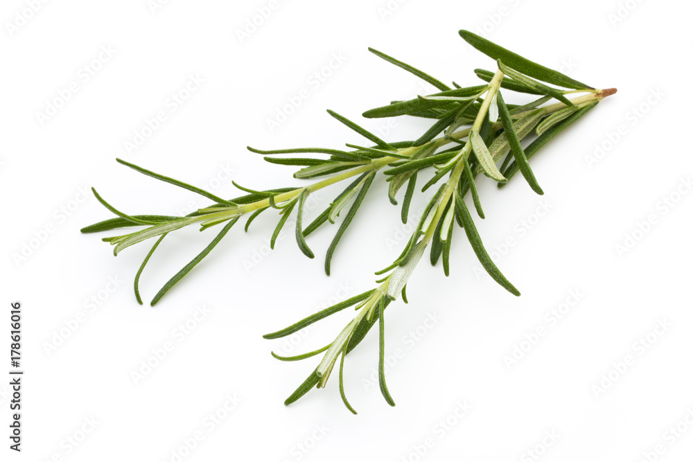 Rosemary isolated on white background, Top view. Rosemary isolated on white background, Top view.
