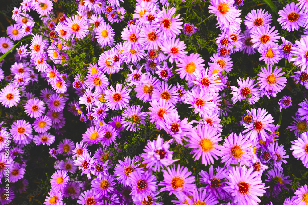 Bunch of flowers Bunch of flowers