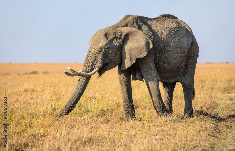Fototapeta premium Elephant close up