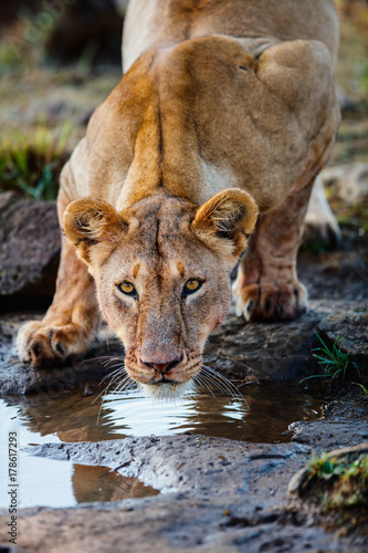 Fototapeta Naklejka Na Ścianę i Meble -  Female lion close up