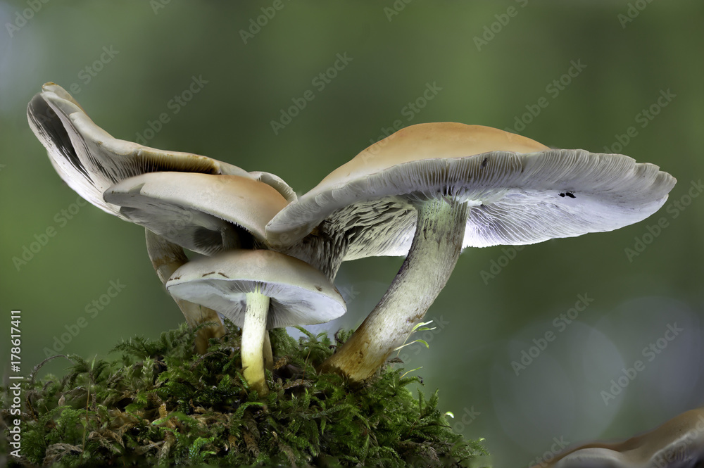 Mushroom Mushroom