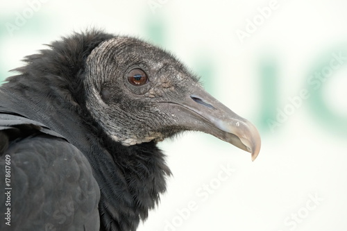 American Black Vulture