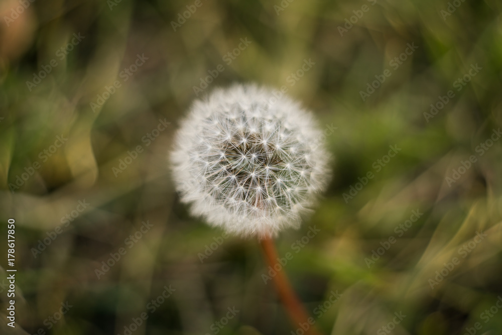 Taraxacum,  commonly known as dandelion