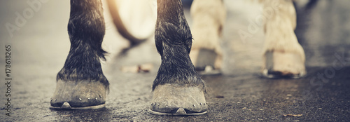 Canvas Print The hoofs with horseshoes