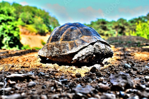 Kaplumbağa photo
