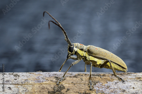 Image of Spotted Mango Borer(Batocera numitor) on a timber. Beetles. Insect. photo