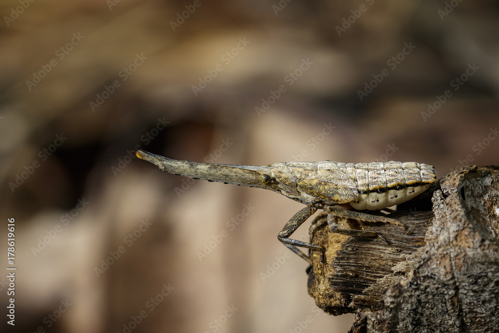 Image of lantern bug or zanna nobilis nymph on the branches on a natural background. Insect Animal. Image of lantern bug or zanna nobilis nymph on the branches on a natural background. Insect Animal.