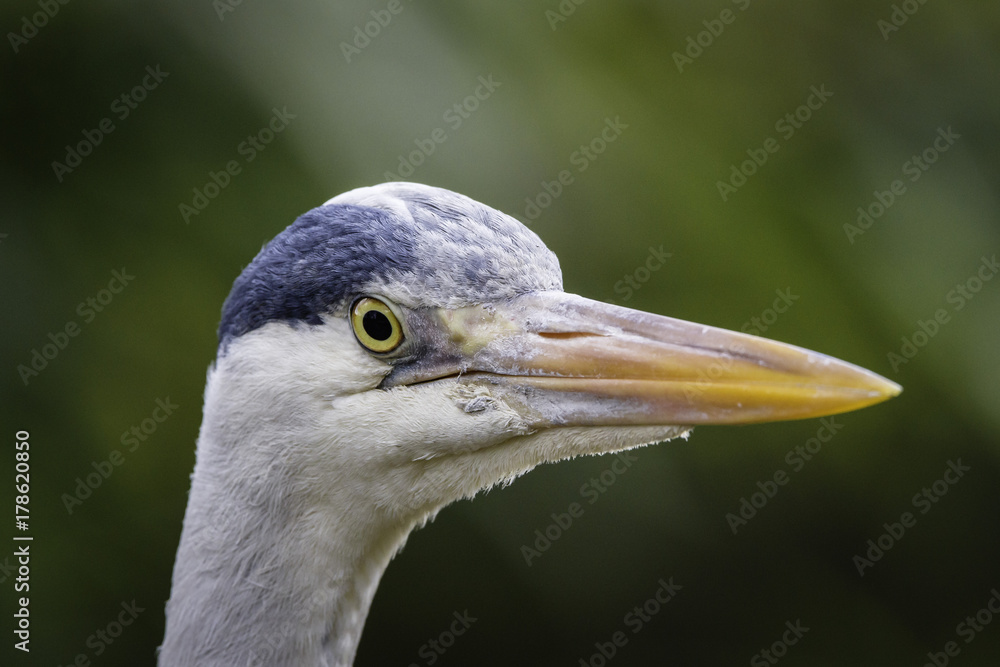 heron StockFoto Adobe Stock