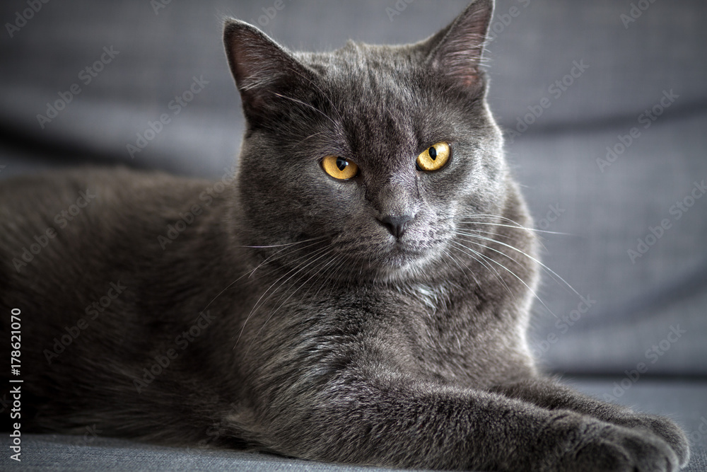 Portrait of a lying gray cat at home