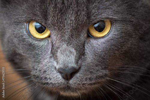 Closeup gray cat face with amber eyes