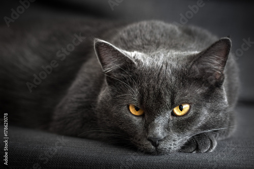 Tableau sur toile Serious gray cat lies at home and watches