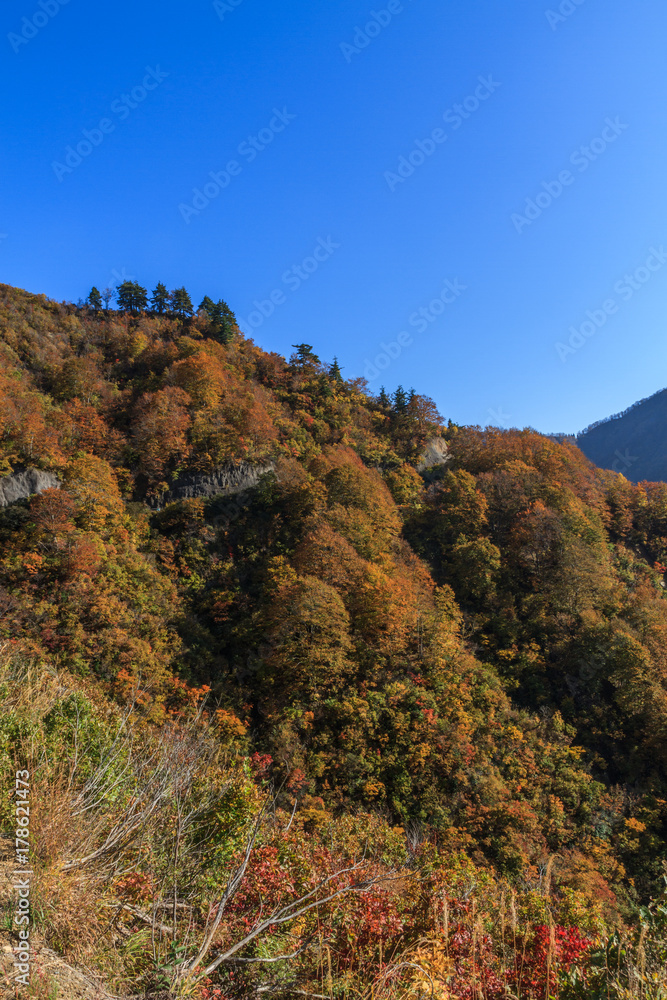 秋の樹海ラインの風景