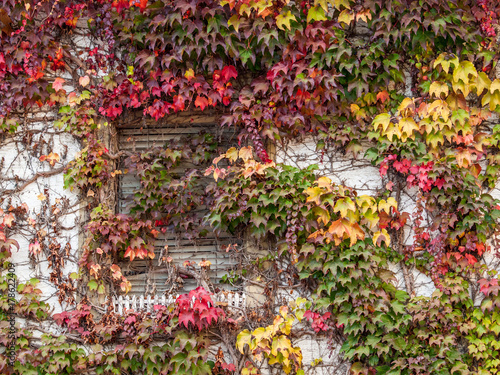 Herbstlaub an Fassade