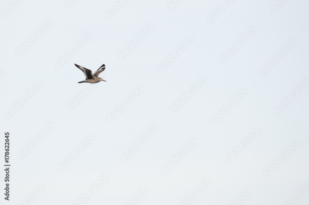 Willet in flight wings high Willet in flight wings high
