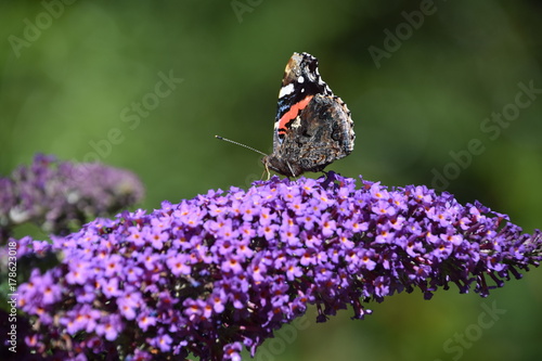 Butterfly flower