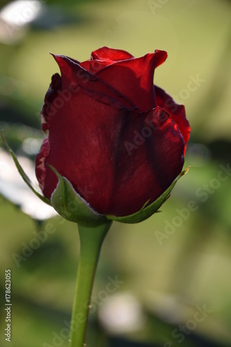 Red Rose
