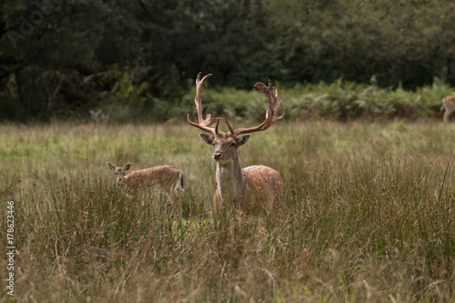 Fototapeta Naklejka Na Ścianę i Meble -  Red Deer New Forest National Park Hampshire England UK