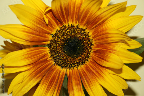Sunflower Seedy