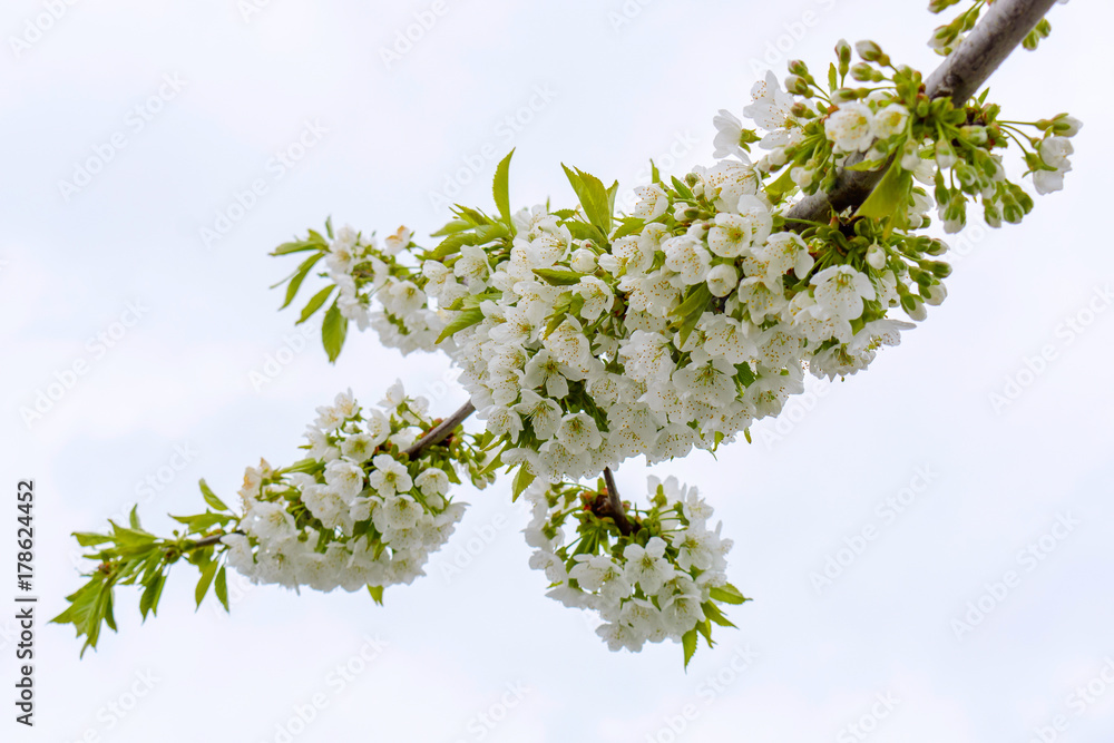 Photo of blooming apple tree branches against the sky Photo of blooming apple tree branches against the sky