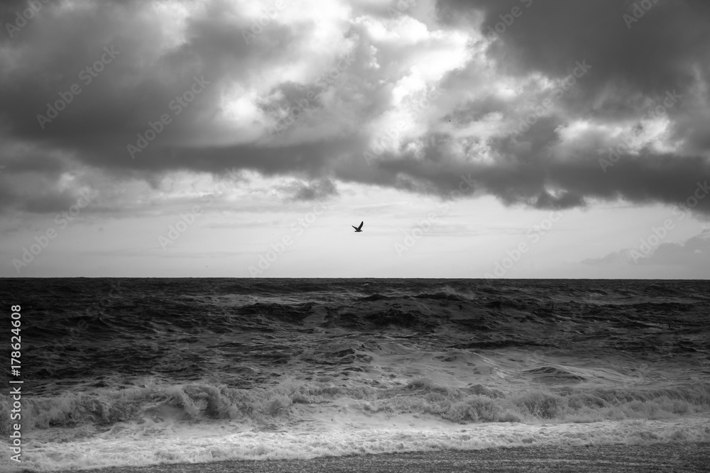 Sea Bird Sea Bird