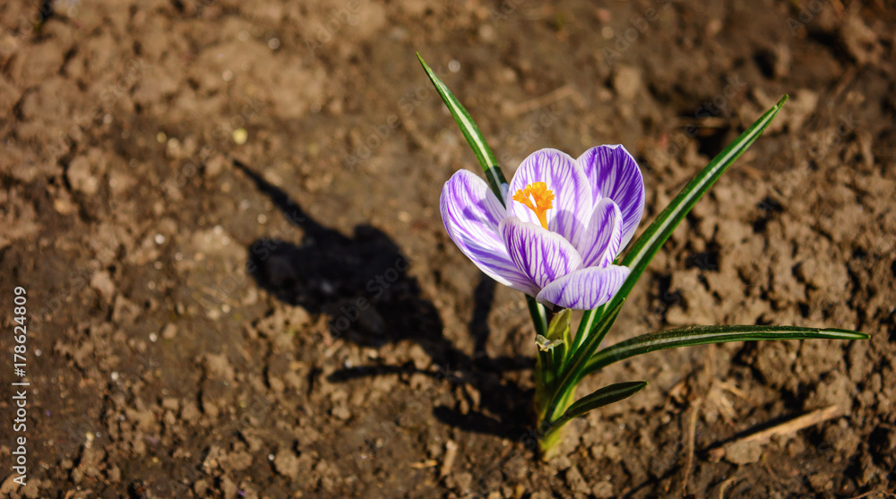 Photo of purple flower with leaves on ground Photo of purple flower with leaves on ground