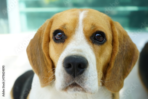 Cute Beagle dog