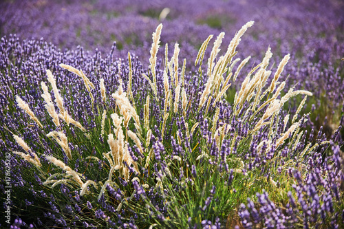 white flowers among lavender