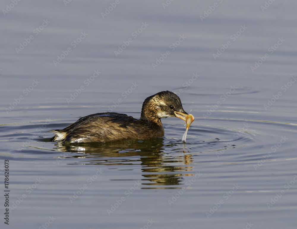 Little Grebe with Fish Swimming with Reflection Little Grebe with Fish Swimming with Reflection