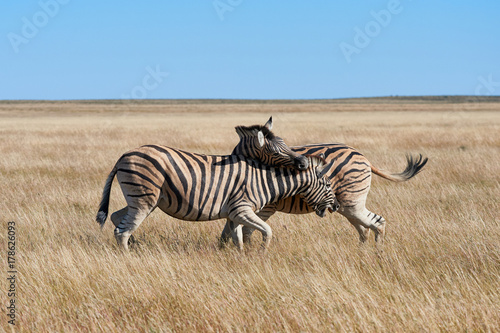 Two beautiful zebras fighting in the dry savannah of Namibia