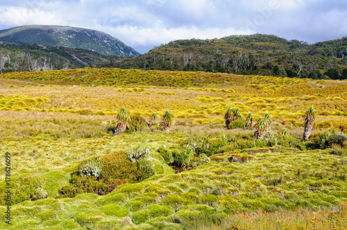 Grassland and Ronny Creek in the Cradle Mountain-Lake St Clair National Park - Tasmania, Australia photo