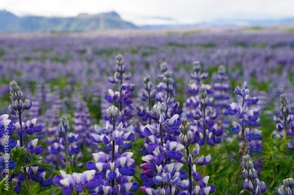 Beautiful lupines in summer,Iceland.