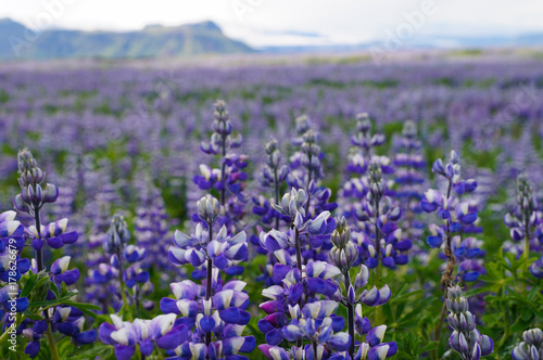 Beautiful lupines in summer Iceland.
