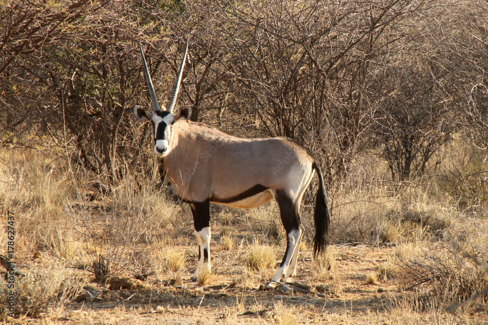 Fototapeta premium Gemsbok