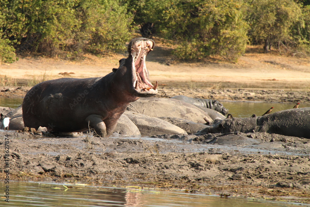Fotografie Hippos Mud Bath