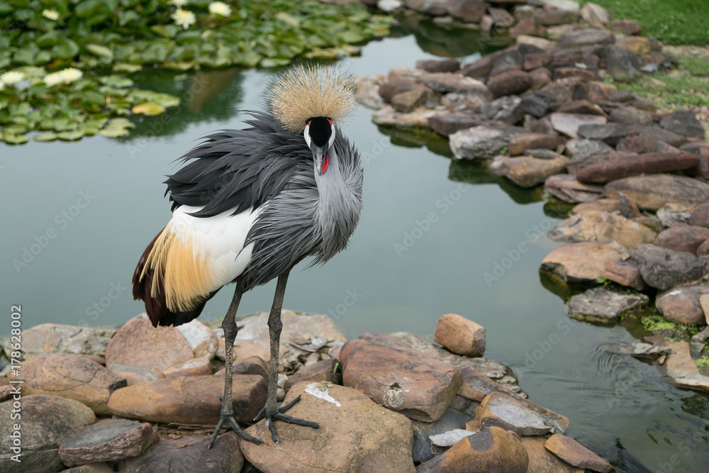 Fototapeta premium Grey Feather Bird on Rocks / River / Stream