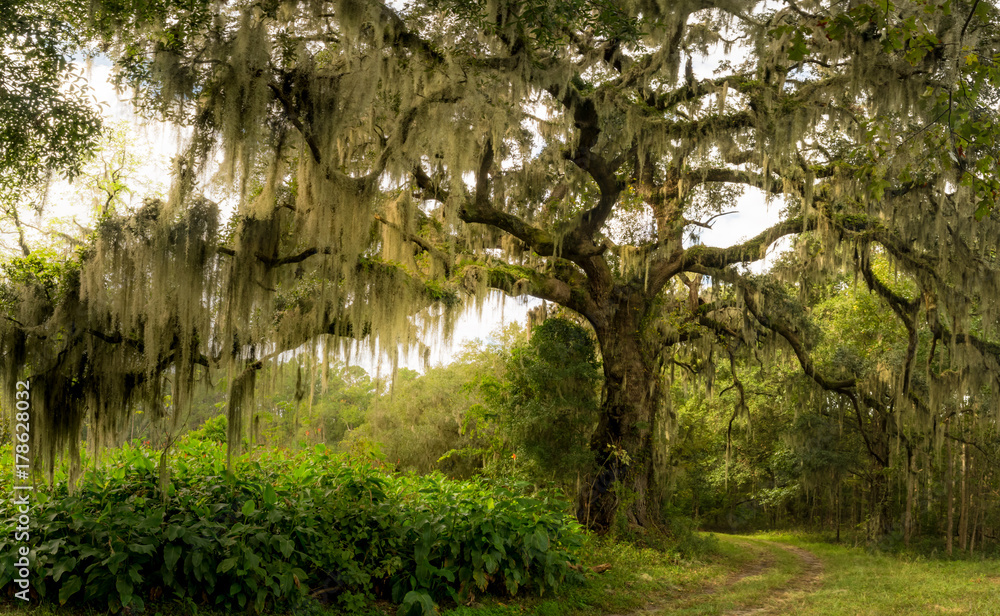 Fototapeta premium Masywne drzewo dębu żywego owinięte hiszpańskim mchem w niskim kraju Karoliny Południowej