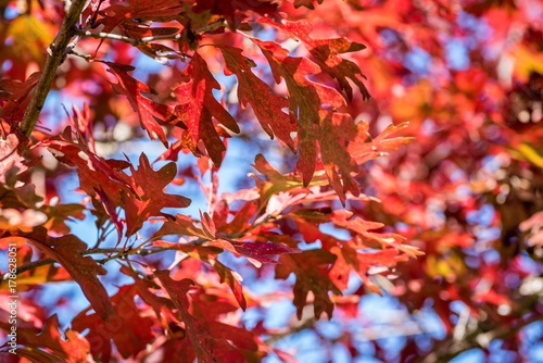 brilliant red oak leaves in fall