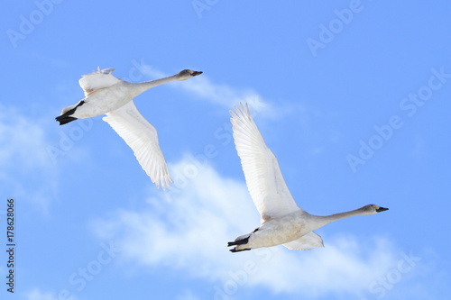                                                    Flying swans