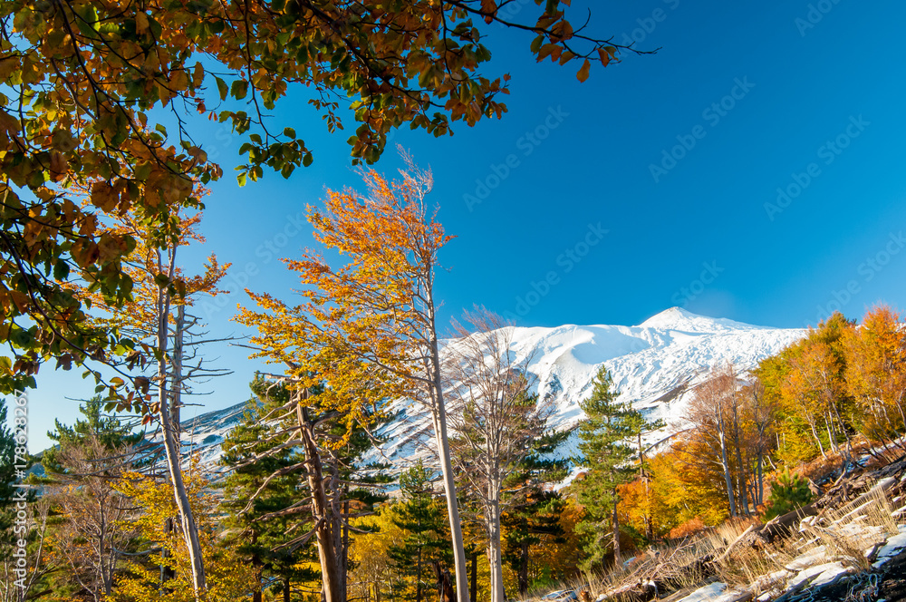 Perspective of northern side of Mount Etna, Sicily, and of a pine and beech wood in autumn