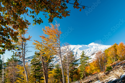 Perspective of northern side of Mount Etna  Sicily  and of a pine and beech wood in autumn