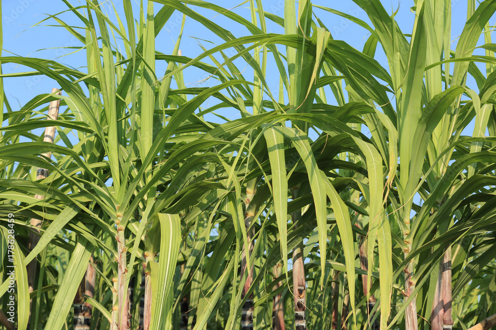 Obraz premium Sugarcane plants growing at field