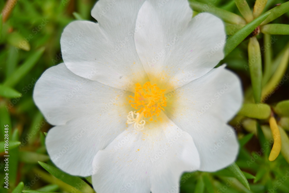 Obraz premium Flower