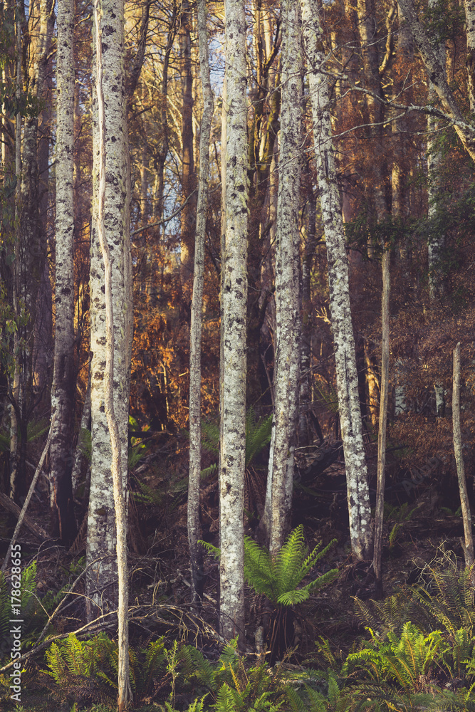 Obraz premium Birch